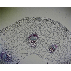 Prepared Microscope Slide - Buttercup (Ranunculus): Stem T.S. 