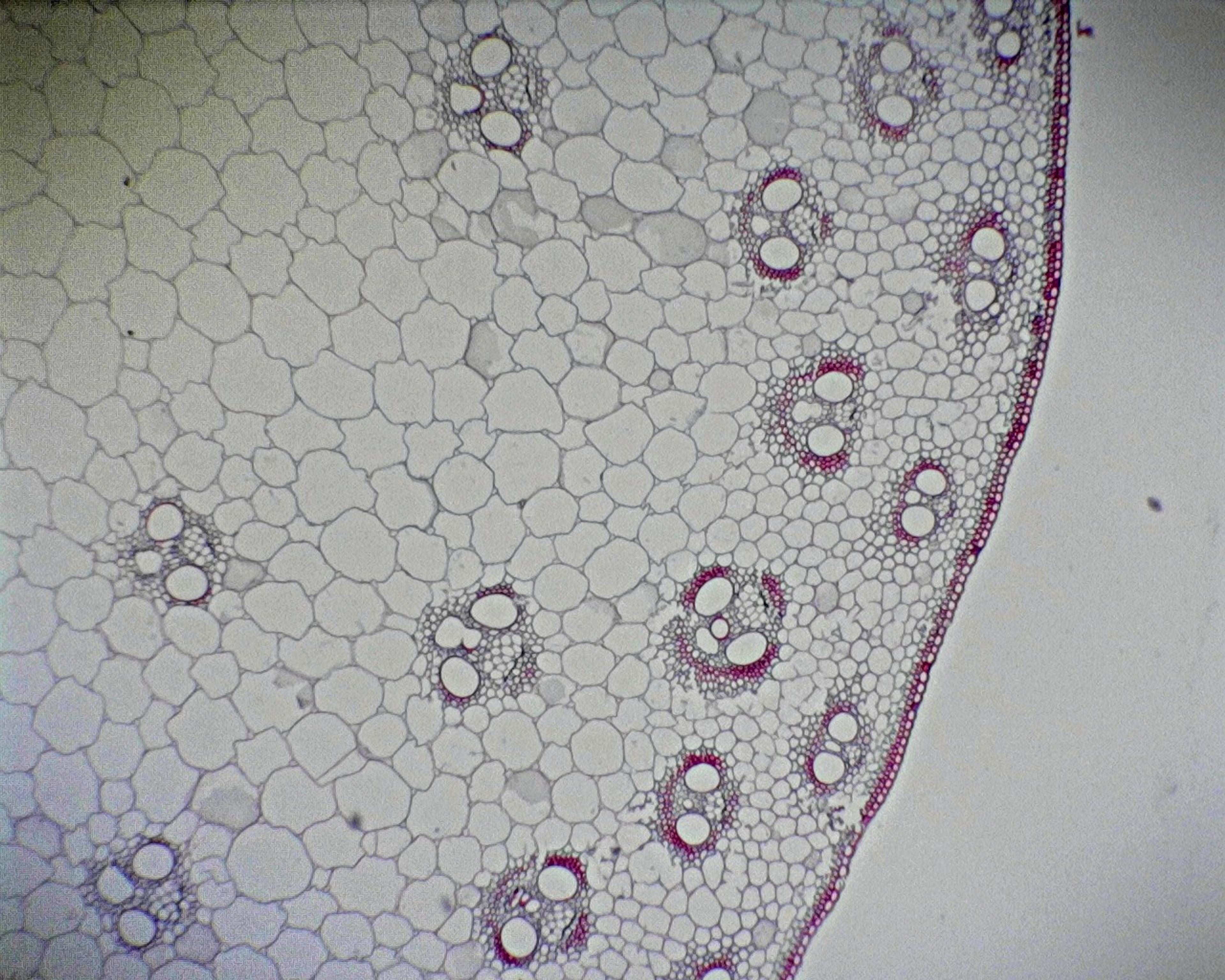 Philip Harris Prepared Microscope Slide - Maize (Zea) Stem T.S. and L.S. 