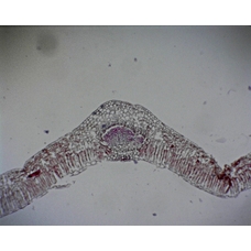 Philip Harris Prepared Microscope Slide - Privet (Ligustrum) Leaf T.S.