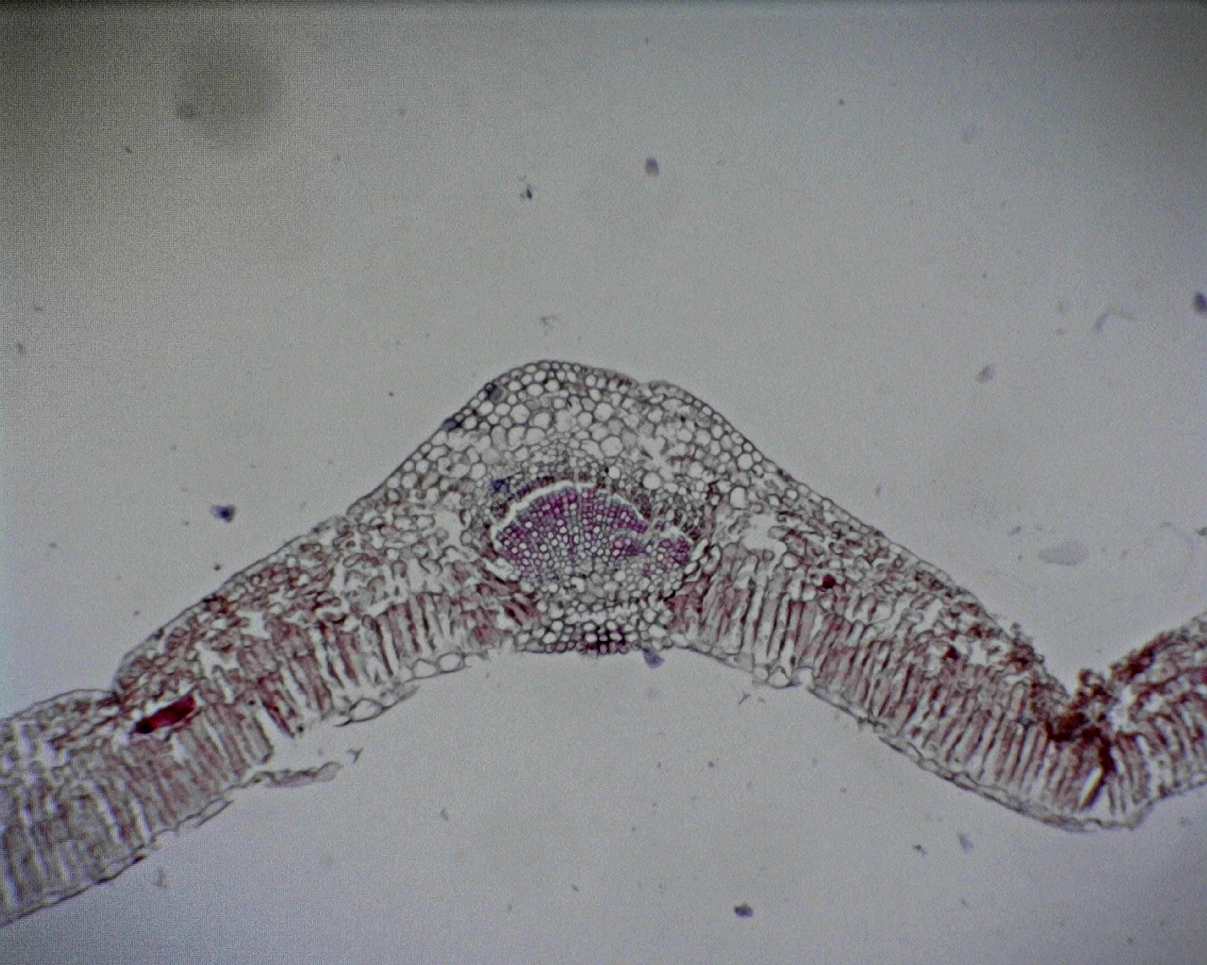 Philip Harris Prepared Microscope Slide - Privet (Ligustrum) Leaf T.S.