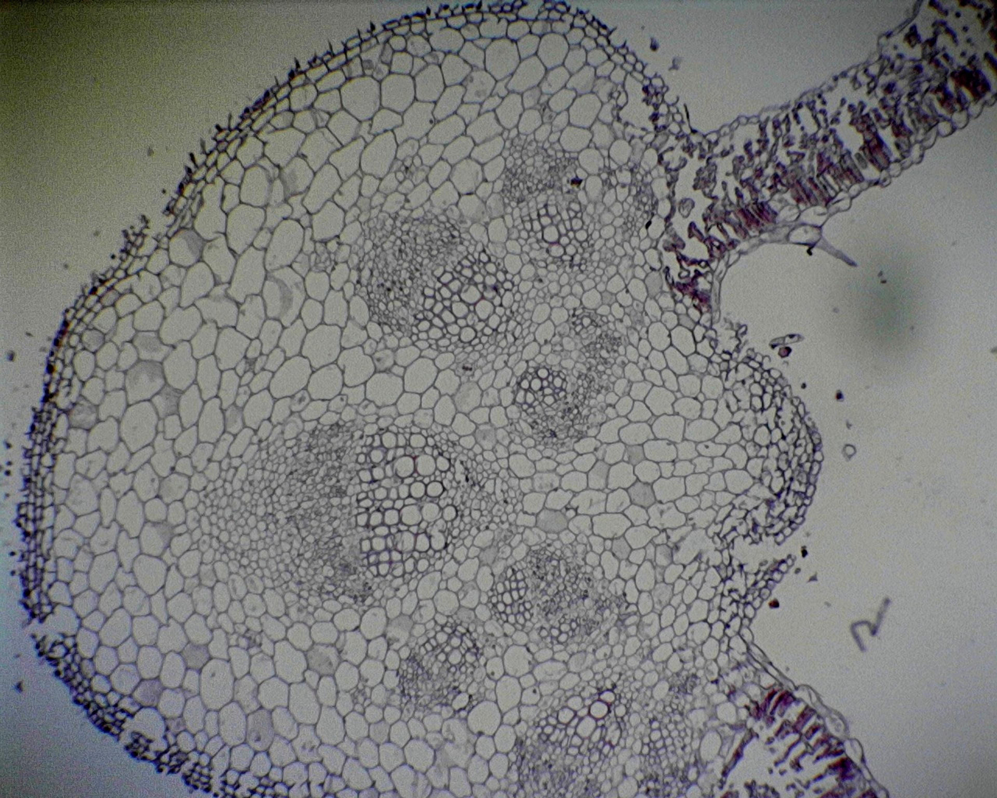 Prepared Microscope Slide - Sunflower (Helianthus): Leaf T.S.