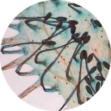 Philip Harris Prepared Microscope Slide - Onion (Allium): Leaf Epidermis, with Stomata W.M.