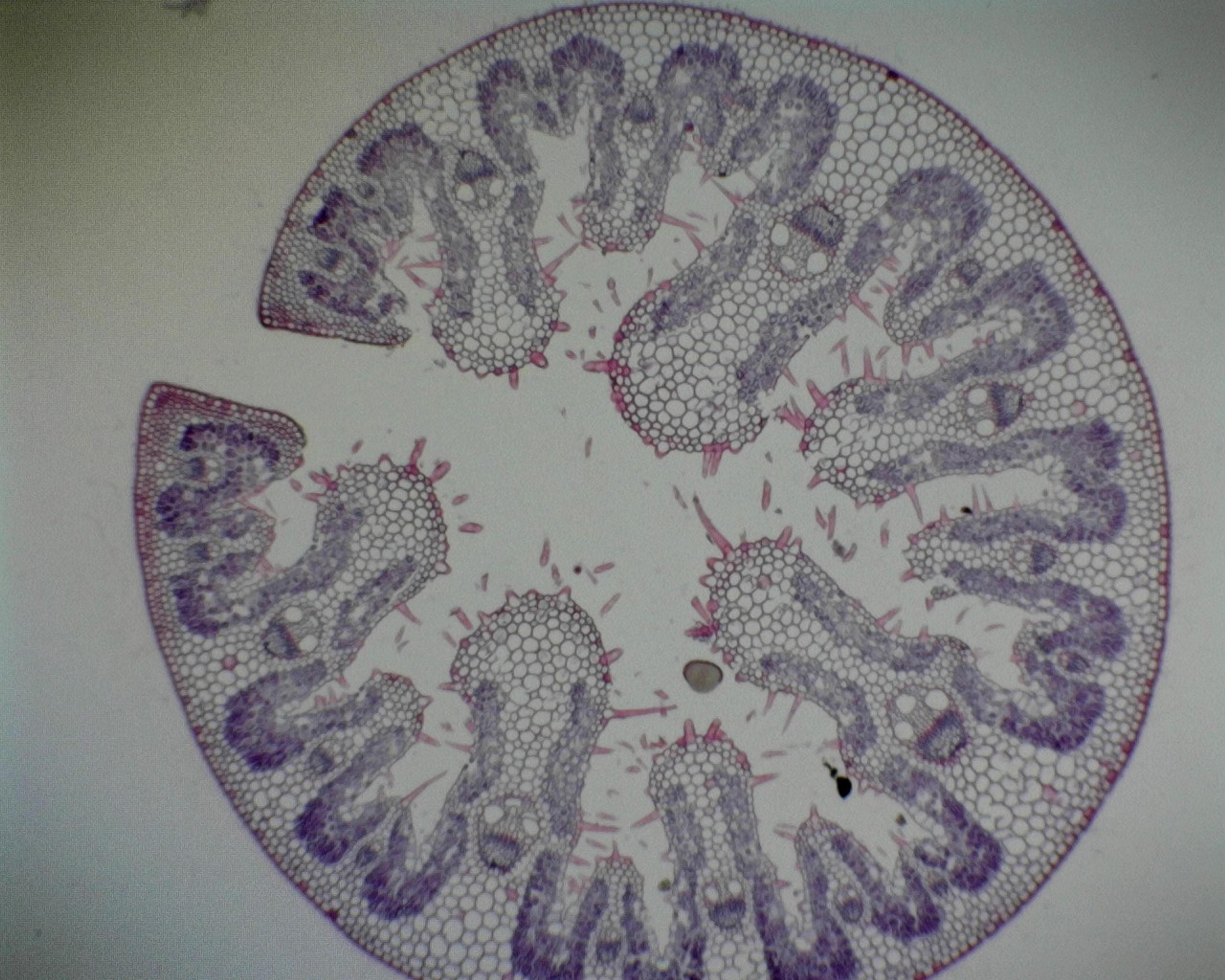 Philip Harris Prepared Microscope Slide - Marram Grass (Ammophila arenaria): Xerophytic T.S.