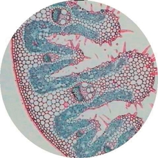 Philip Harris Prepared Microscope Slide - Maize (Zea mays) Leaf T.S.