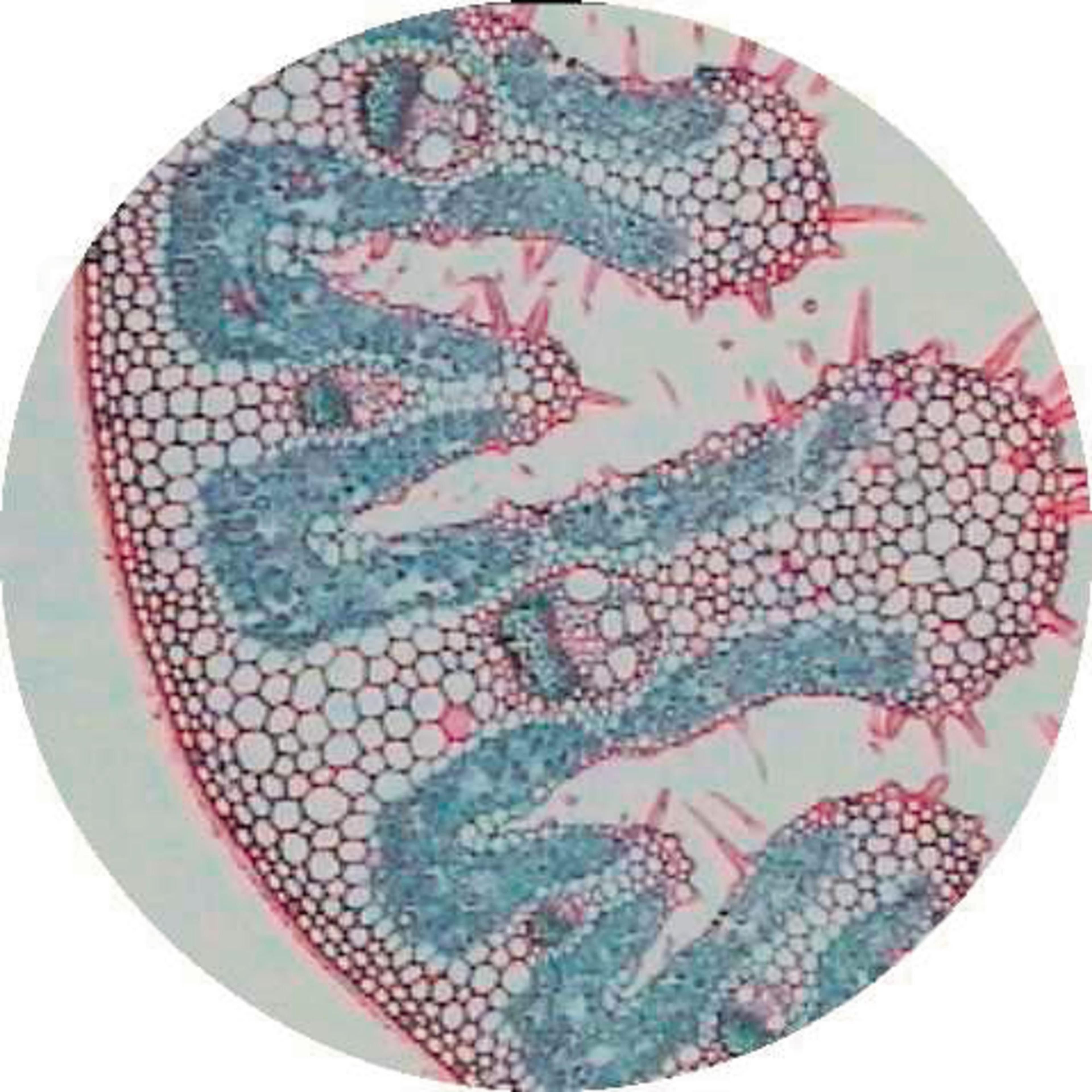 Philip Harris Prepared Microscope Slide - Maize (Zea mays) Leaf T.S.