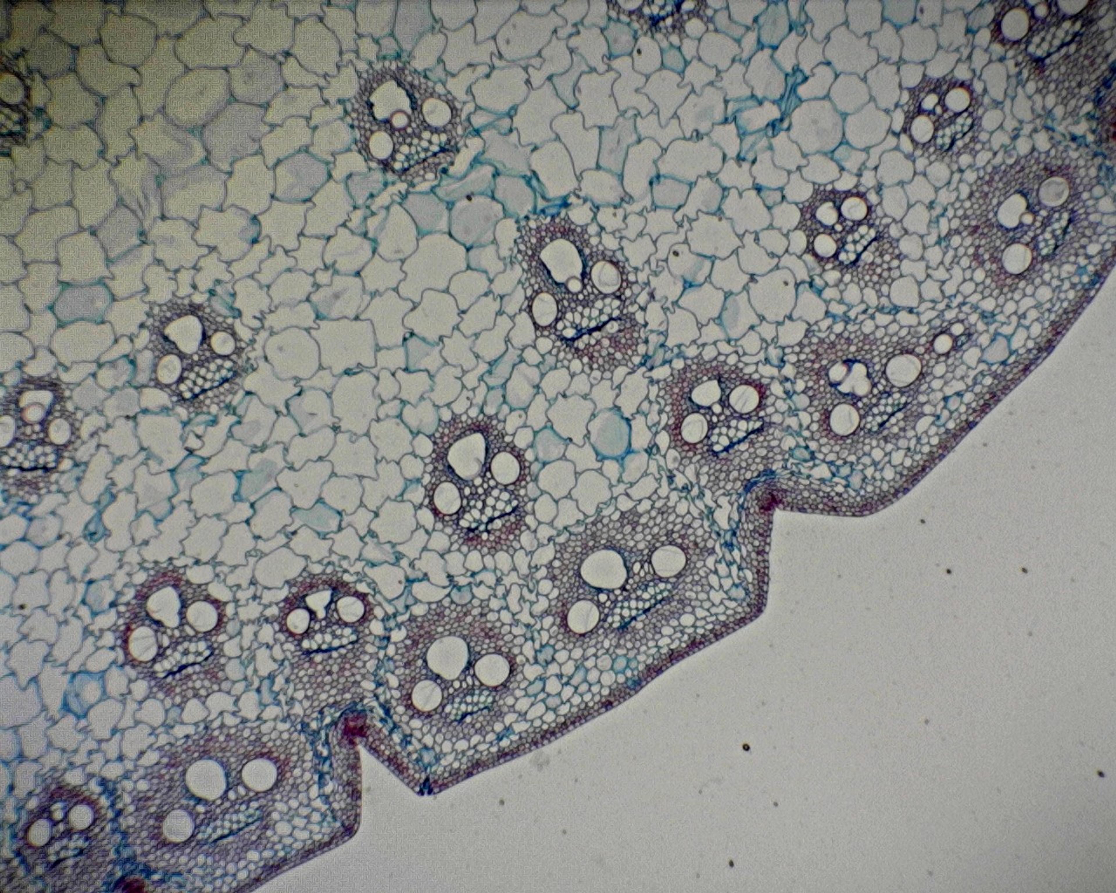 Philip Harris Prepared Microscope Slide - Monocot and Dicot Stem Comparison T.S.