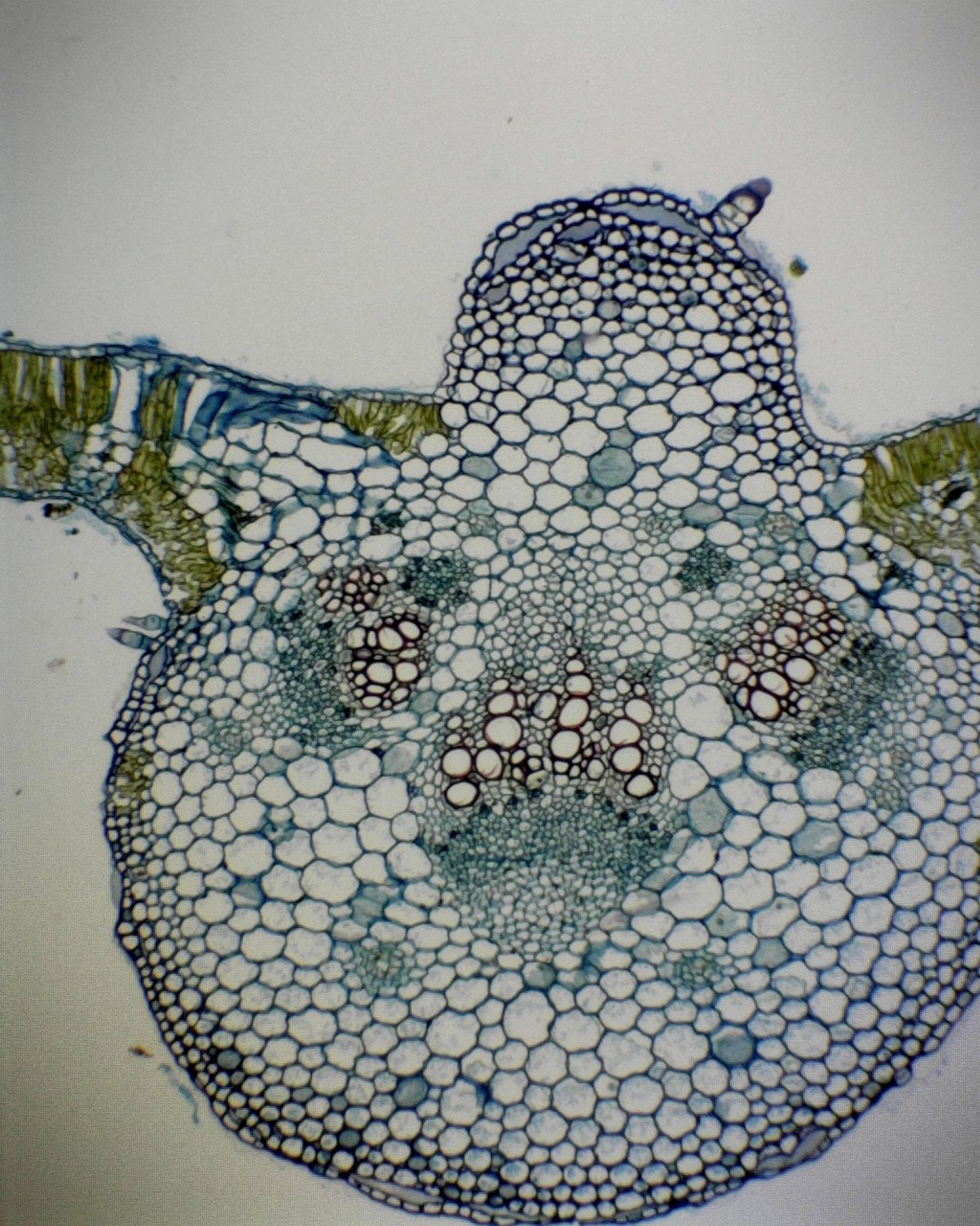 Philip Harris Prepared Microscope Slide - Monocot and Dicot Leaf: Comparison T.S.