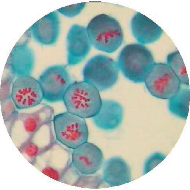 Philip Harris Prepared Microscope Slide - Lily (Lilium regale) Anthers ...