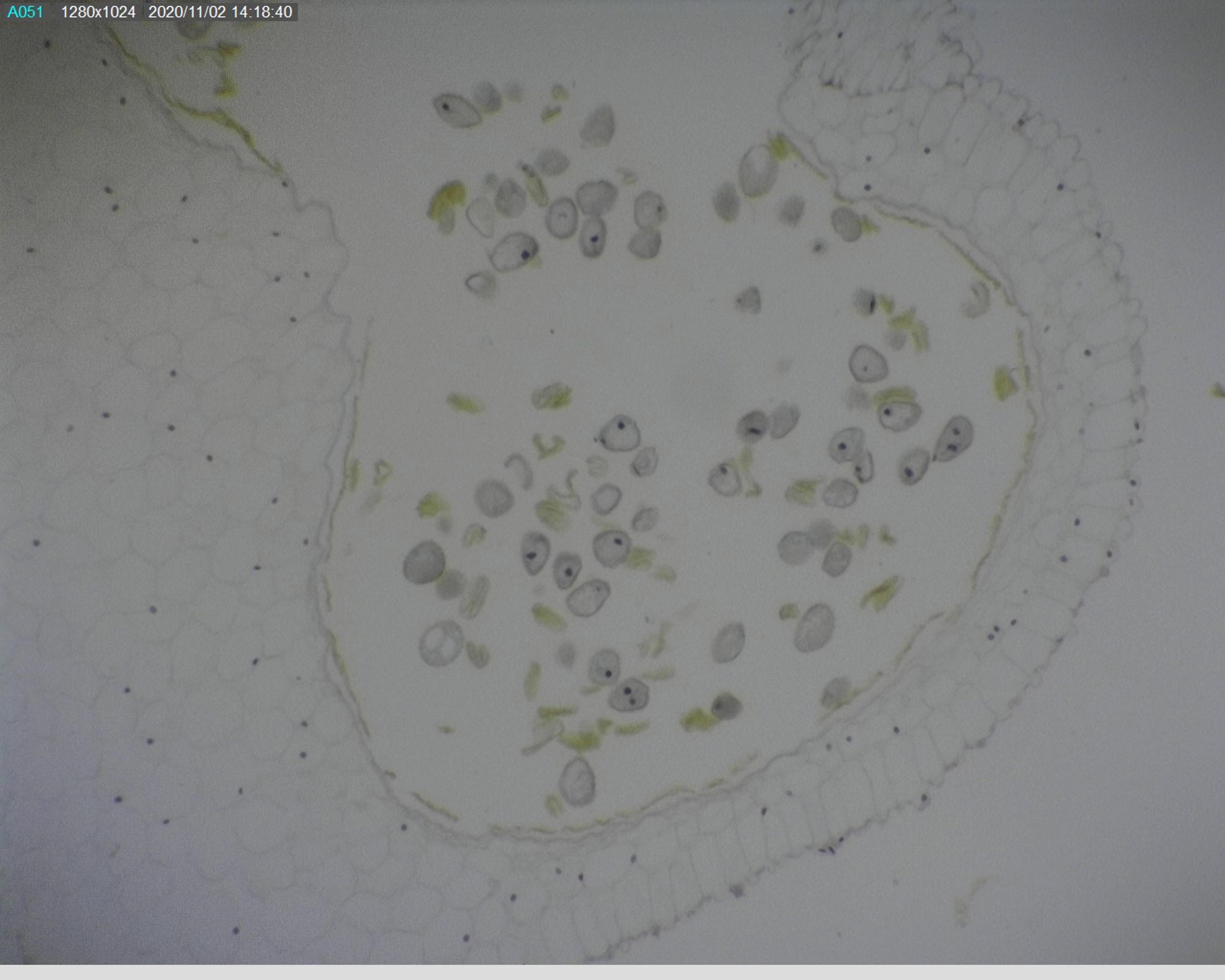 Philip Harris Prepared Microscope Slide - Lily (Lilium regale) Anthers T.S. 