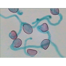 Prepared Microscope Slide - Lily (Lilium): Mature Embryo Sac