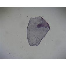 Philip Harris Prepared Microscope Slide - Buccal Smear - Squamous Epithelium