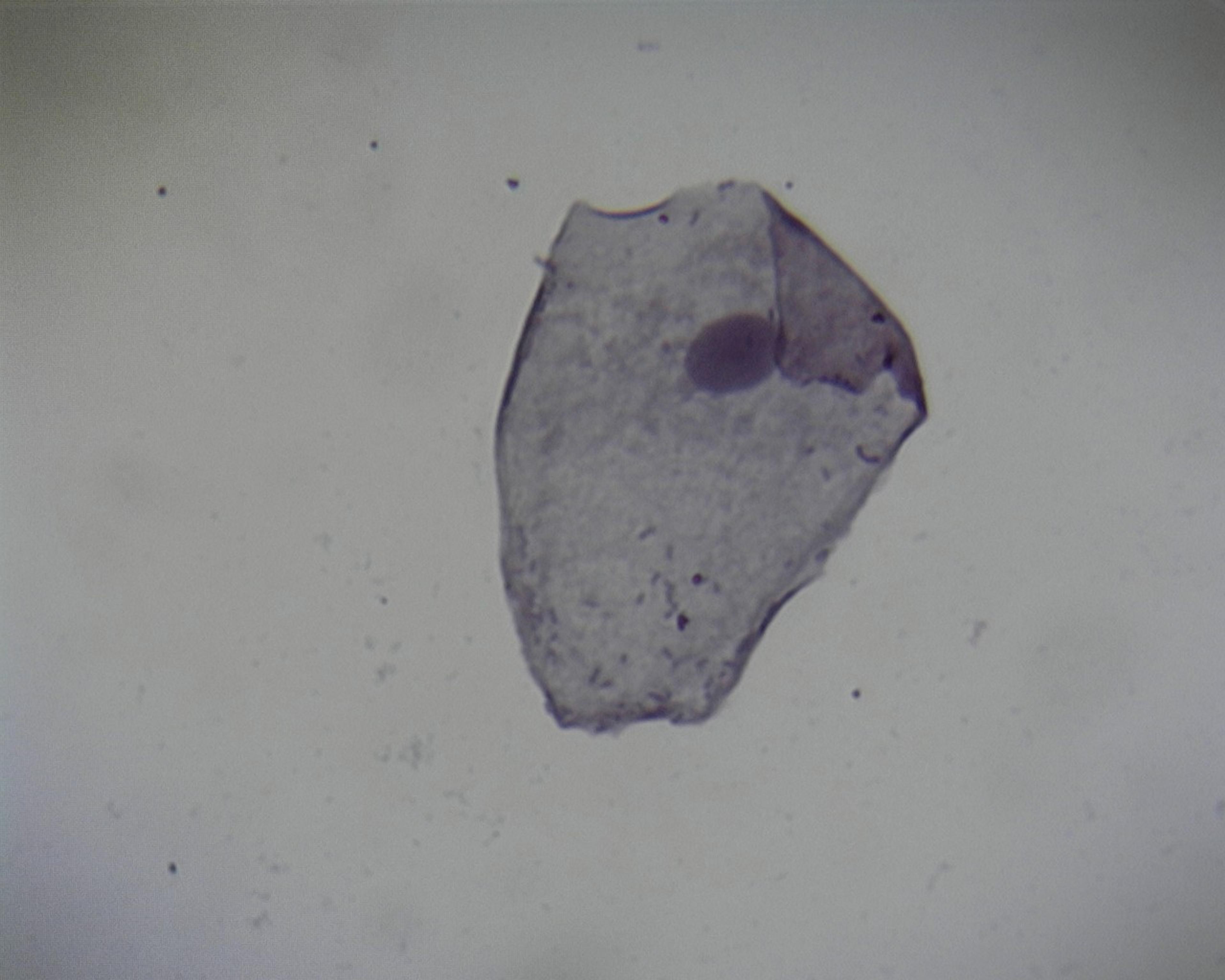 Philip Harris Prepared Microscope Slide - Buccal Smear - Squamous Epithelium