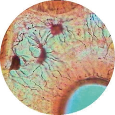 Prepared Microscope Slide - Intervertebral Disc: White Fibro-cartilage L.S.