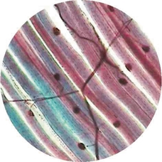 Philip Harris Prepared Microscope Slide - Human Pacinian Corpuscle - Skin or Pancreas V.S. 