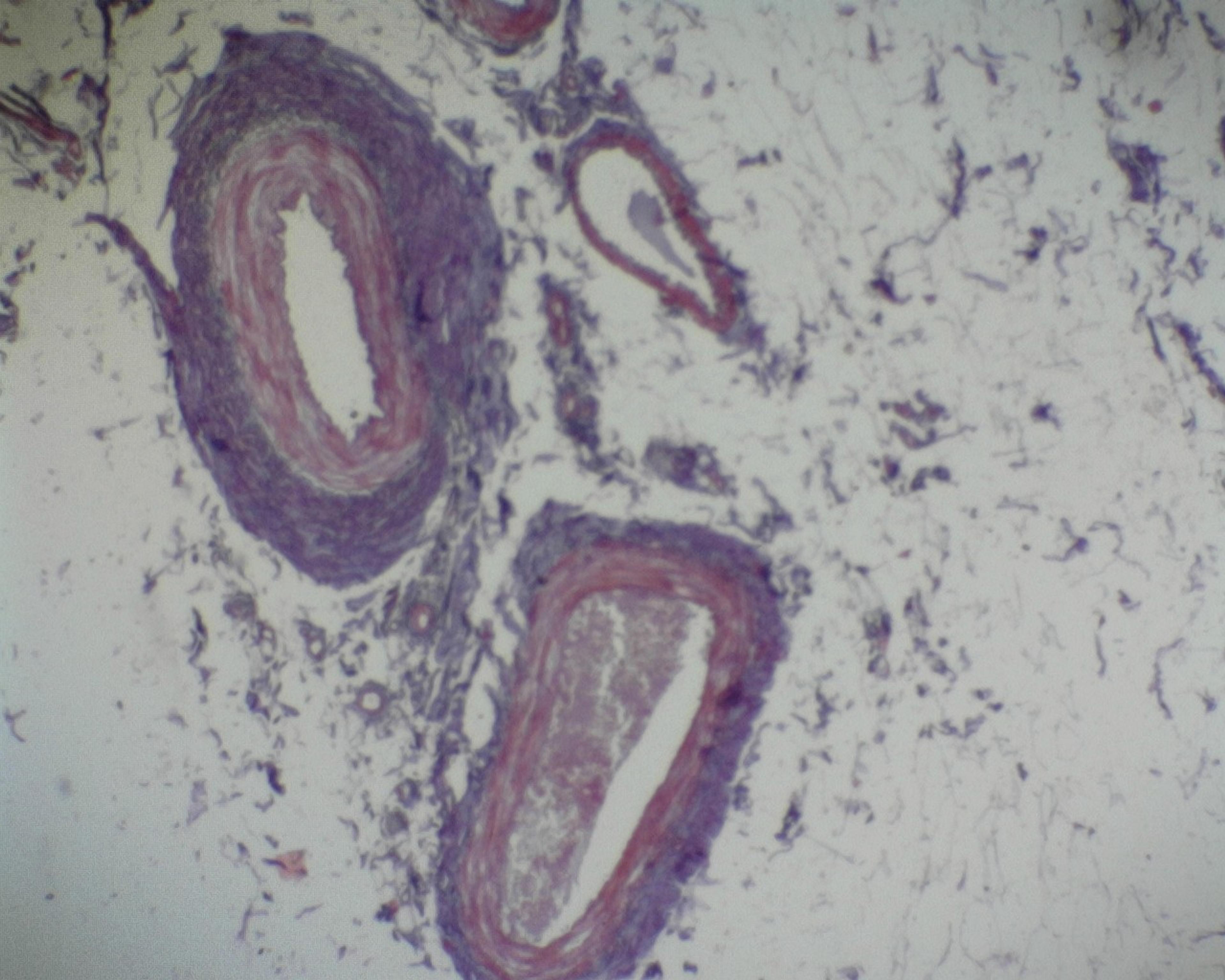 Philip Harris Prepared Microscope Slide - Artery and Vein - Thin Section
