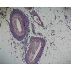 Prepared Microscope Slide - Artery and Vein: Thin Section