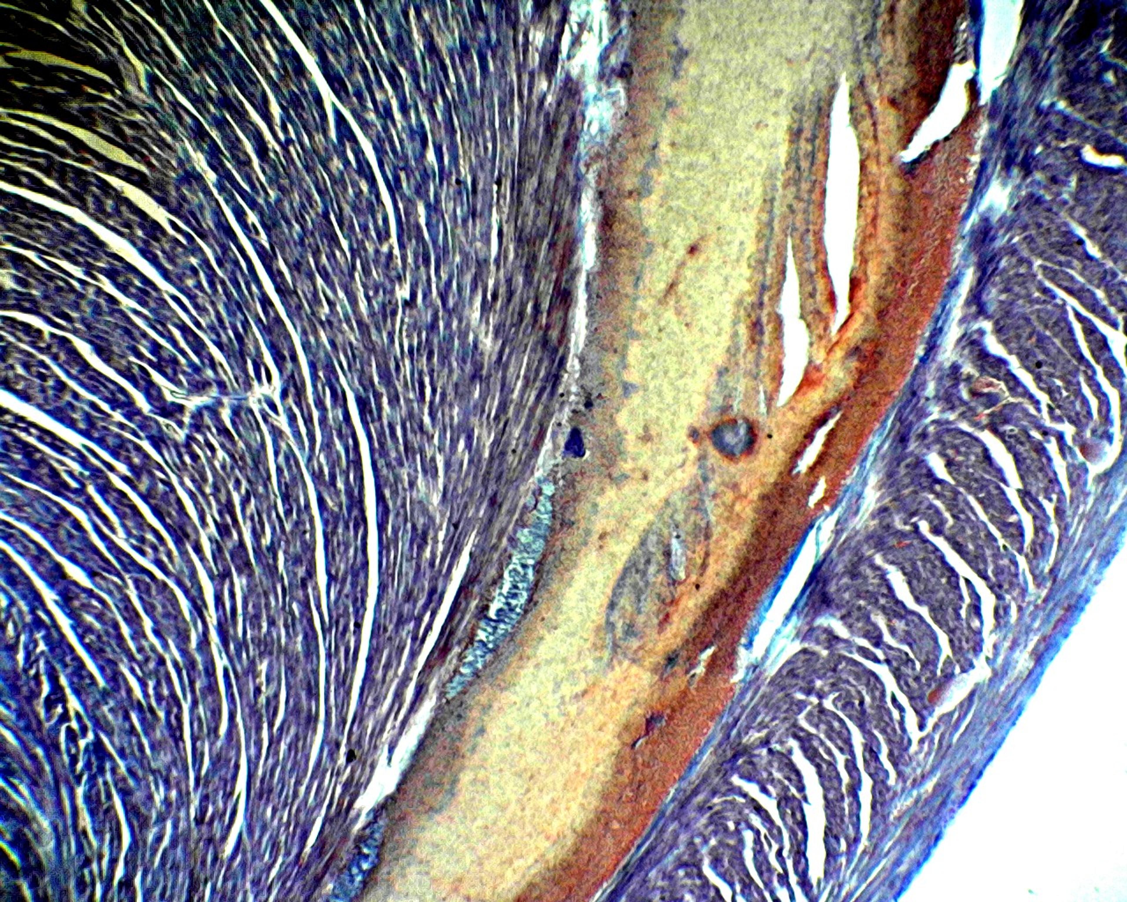 Prepared Microscope Slide - Small Mammal: Entire Heart L.S.