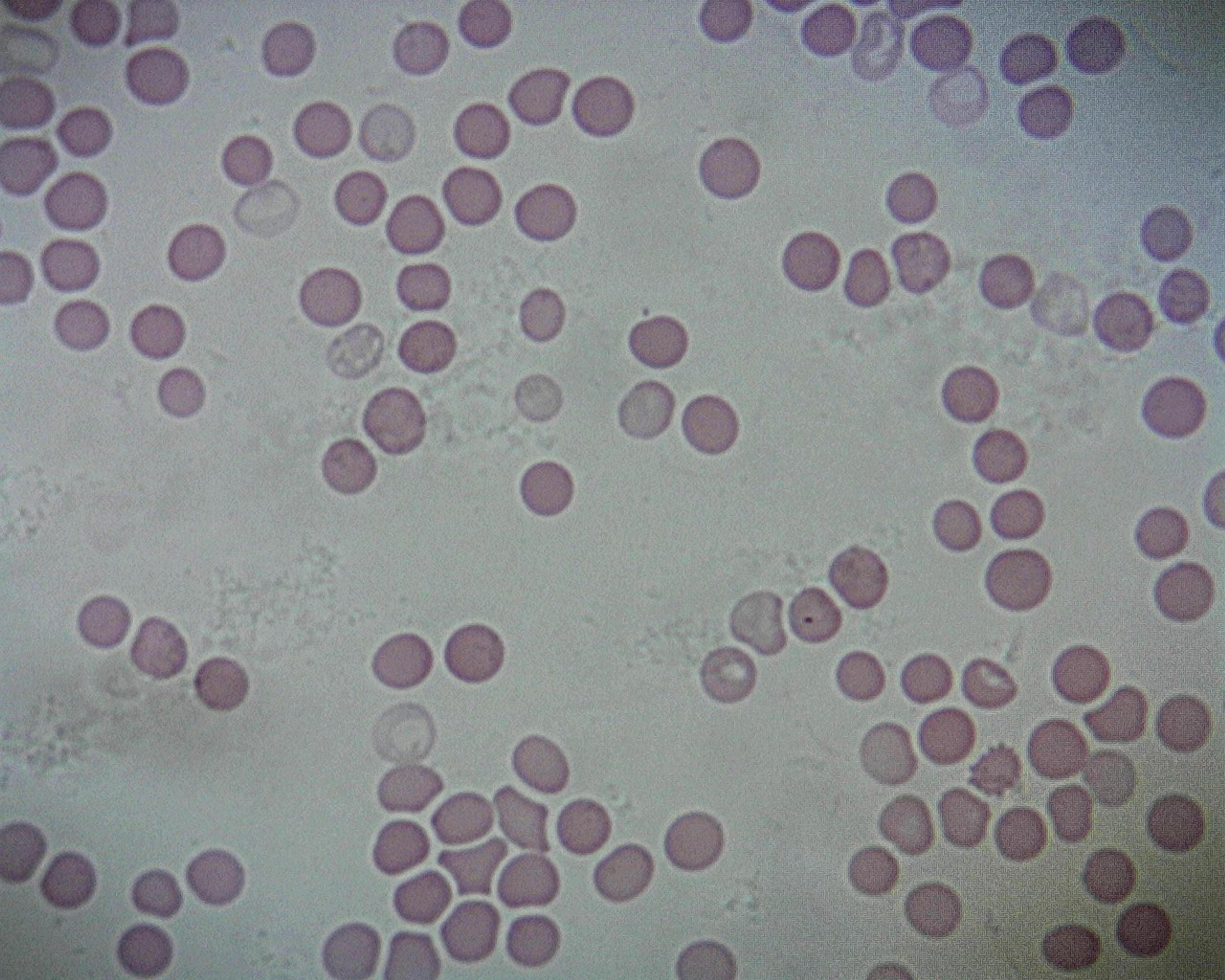 Philip Harris Prepared Microscope Slide - Human Blood Smear