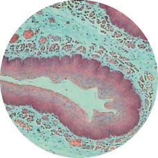Prepared Microscope Slide - Stomach for Mucous, Parietal and Chief Cells