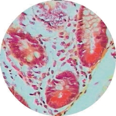 Prepared Microscope Slide - Large Intestine: Colon T.S. 