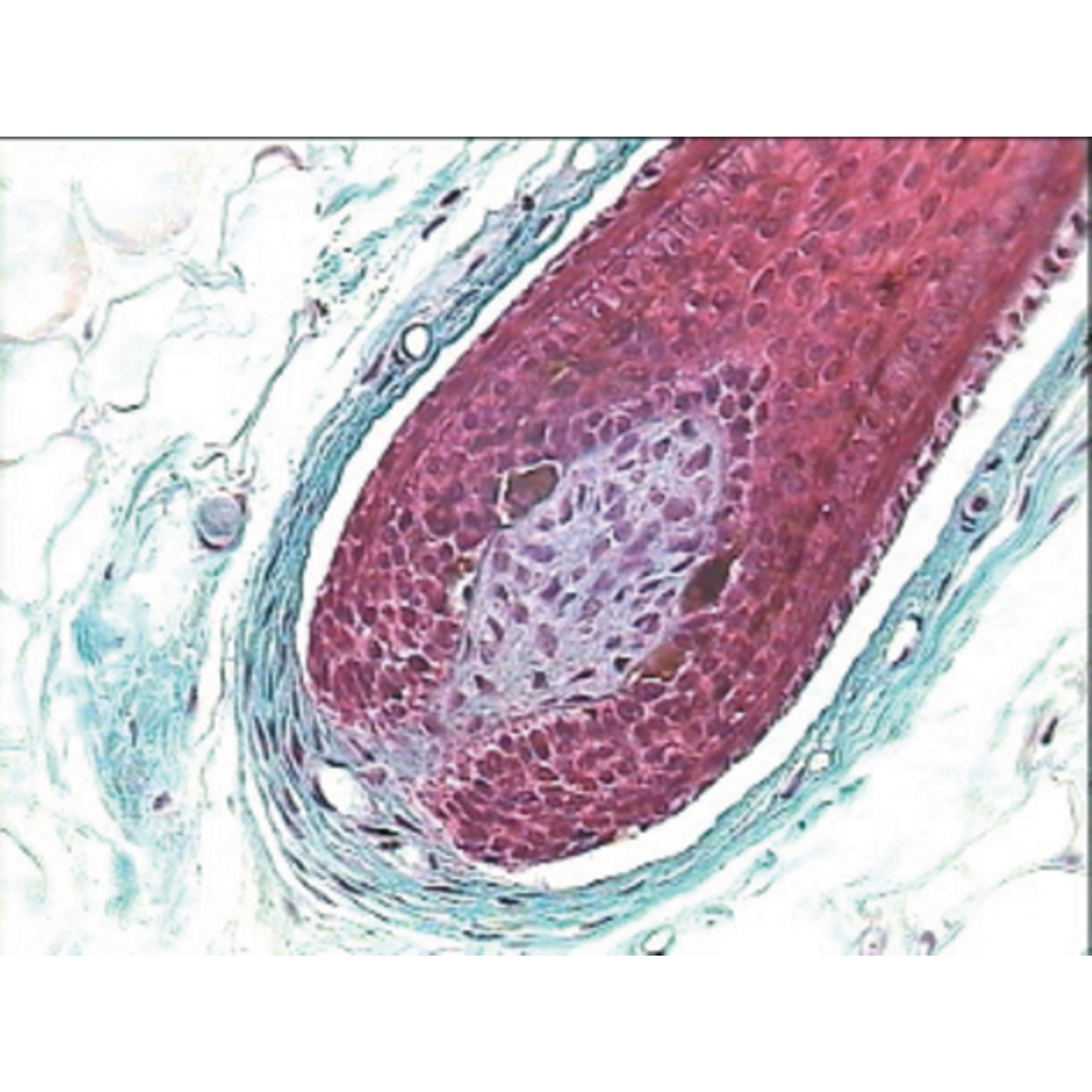 Philip Harris Prepared Microscope Slide - Human Skin Section