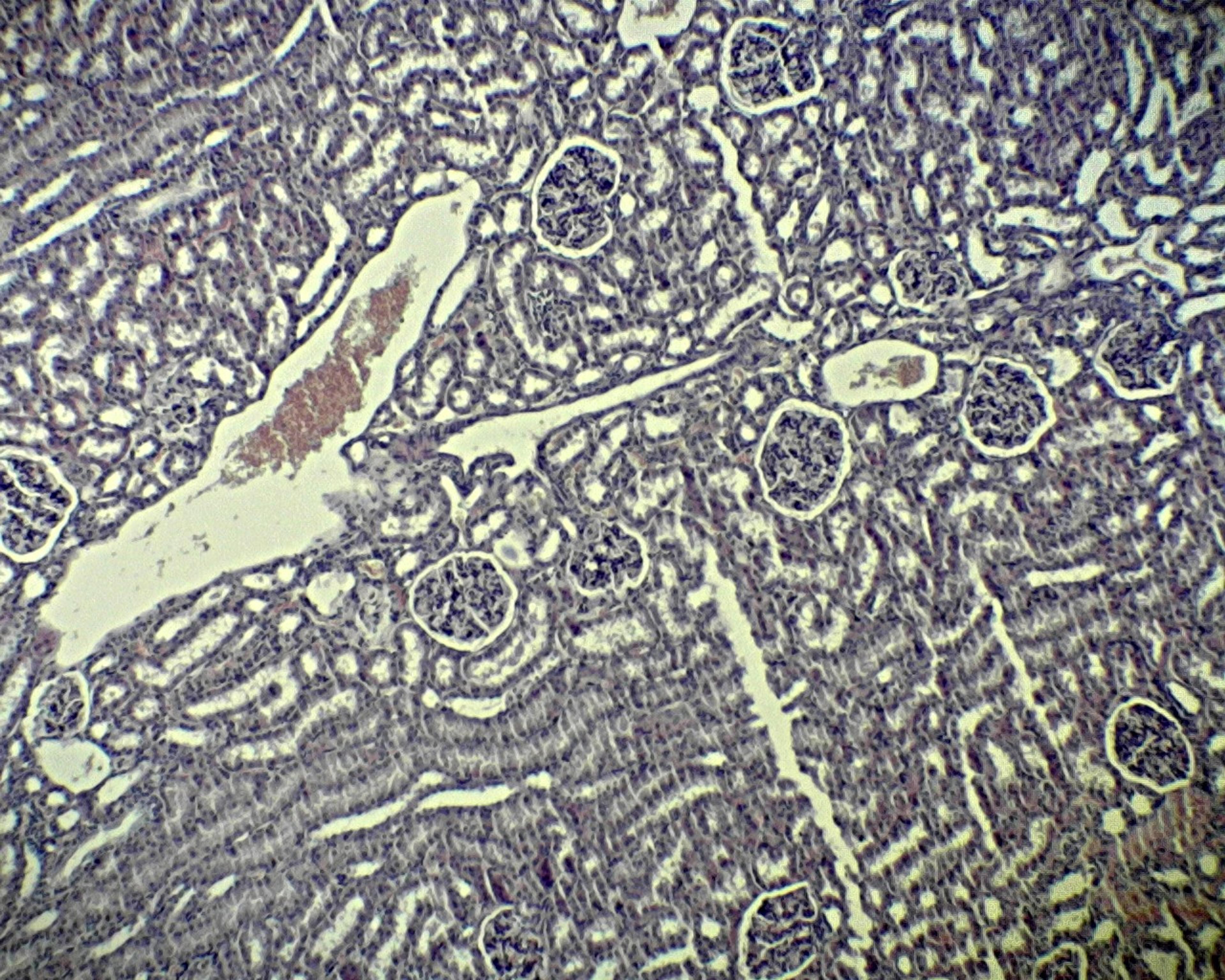 Philip Harris Prepared Microscope Slide - Kidney Thin Section V.S. 
