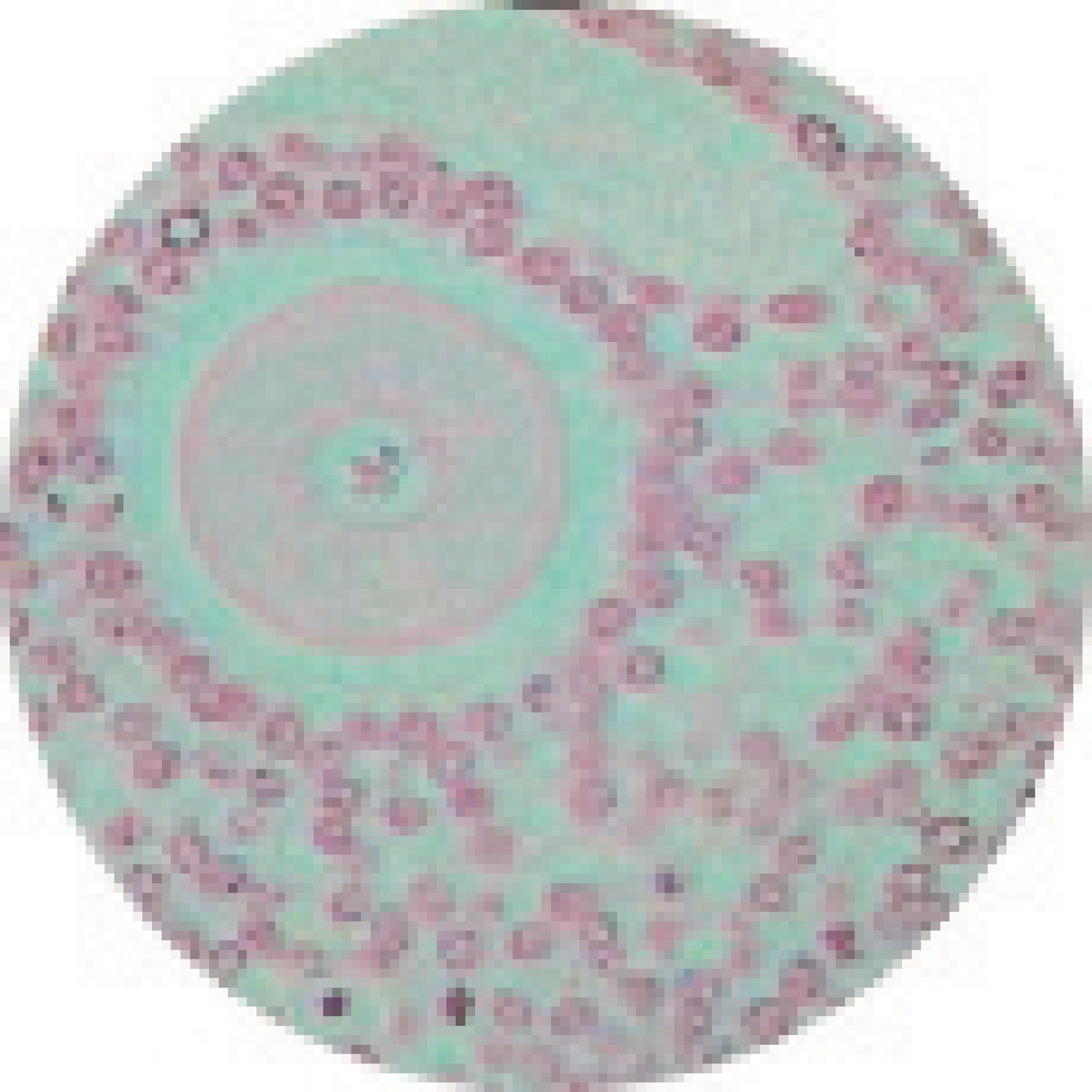 Philip Harris Prepared Microscope Slide - Ovary -Pregnant with Corpus Luteum