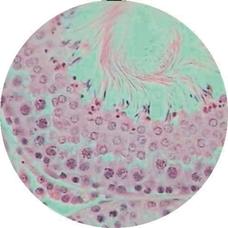 Prepared Microscope Slide - Rat (Rattus norvegicus): Testis for Spermatogenesis T.S. 