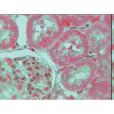Prepared Microscope Slide - Mitochondria: Small Intestine, Liver or Kidney