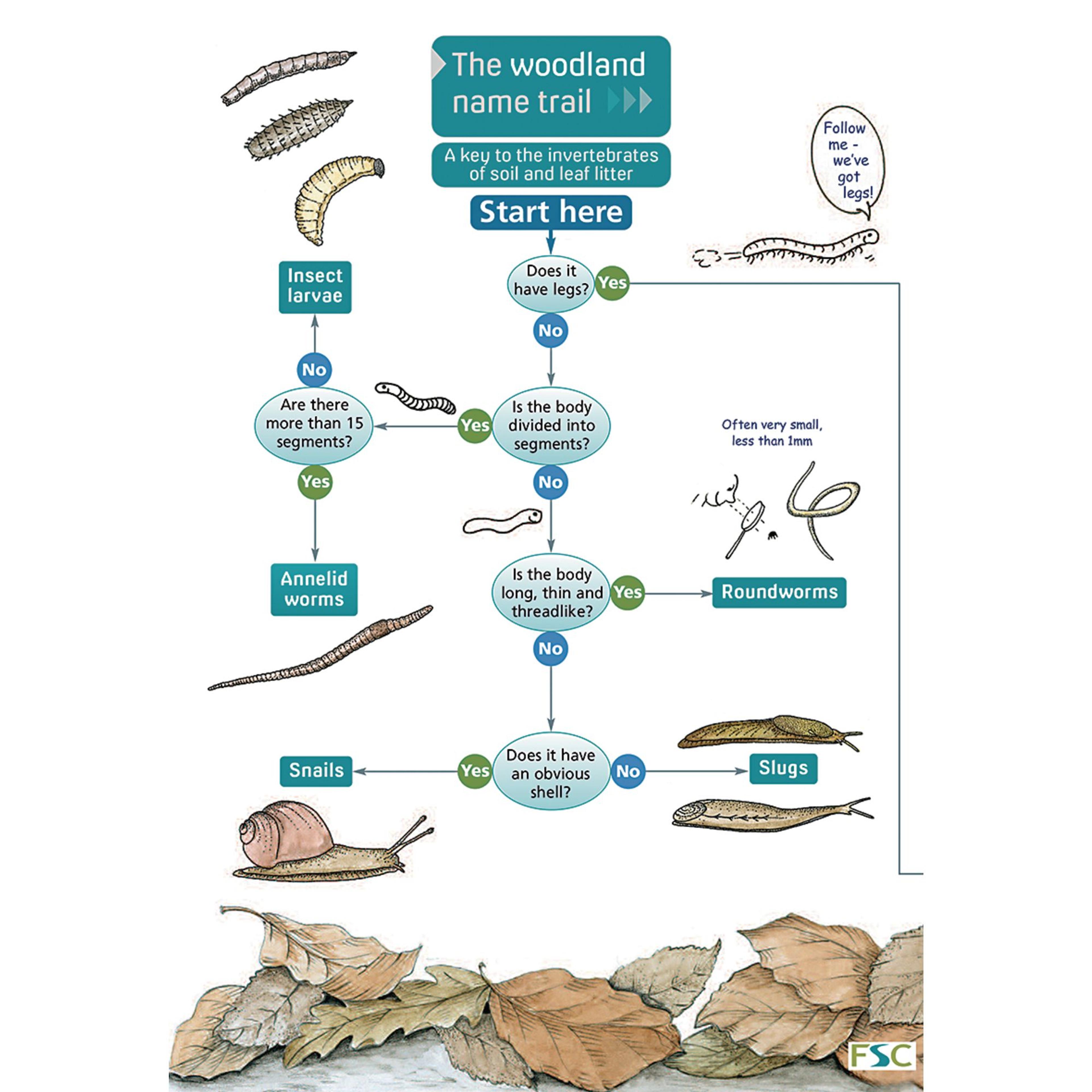Field Studies Council Name Trail - Woodland Invertebrates