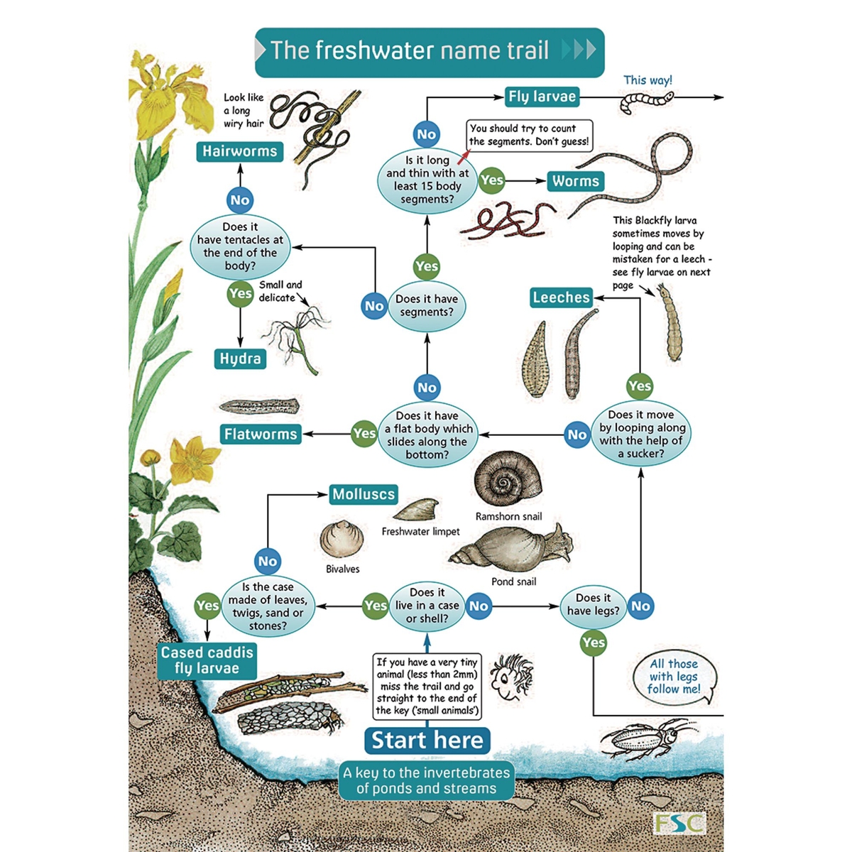 Field Studies Council Name Trail - Fresh Water Invertebrates ...