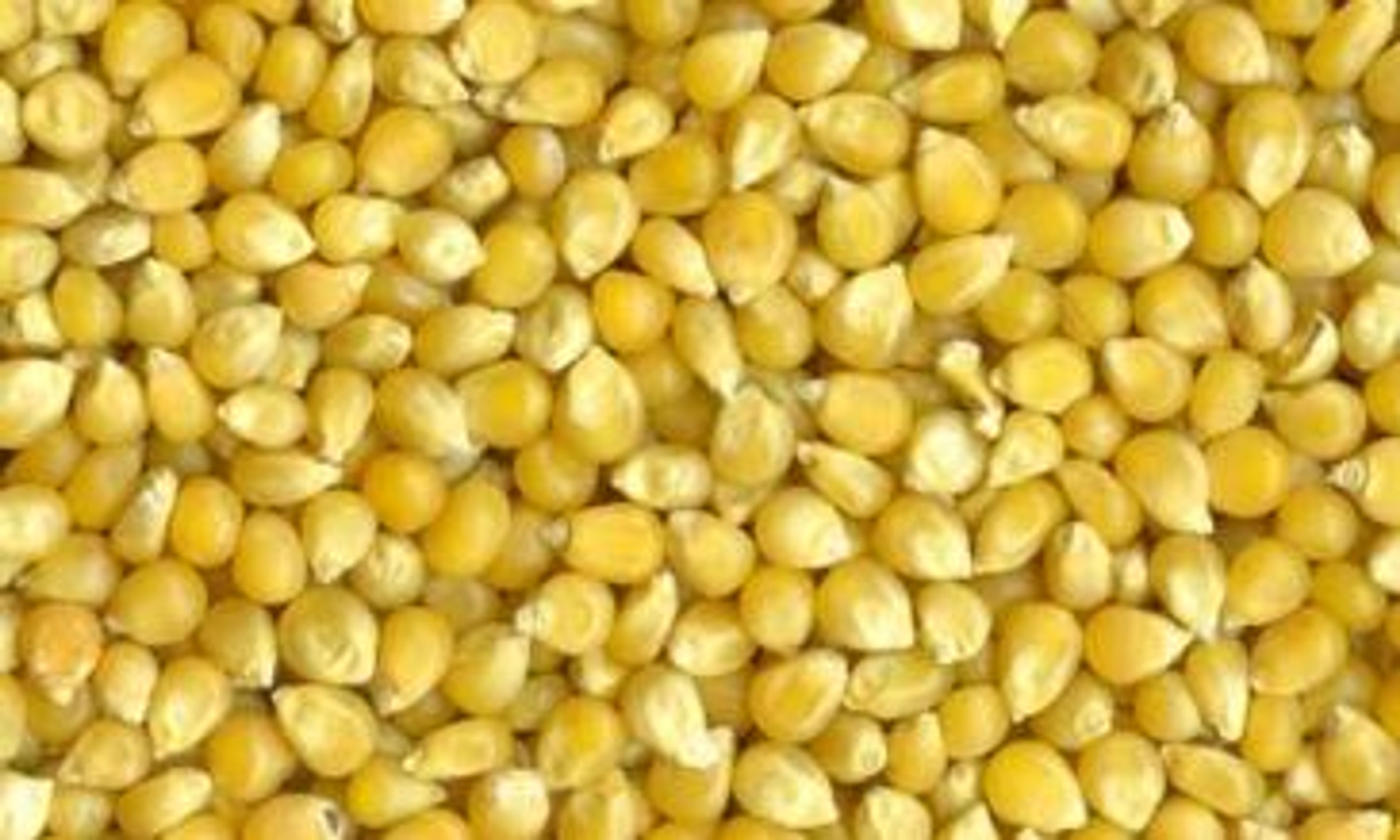 Laboratory Grade Seeds, Maize - 100g 