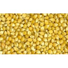 Laboratory Grade Seeds, Maize - 100g 
