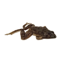Preserved Frog Specimen (Rana Temporaria) 