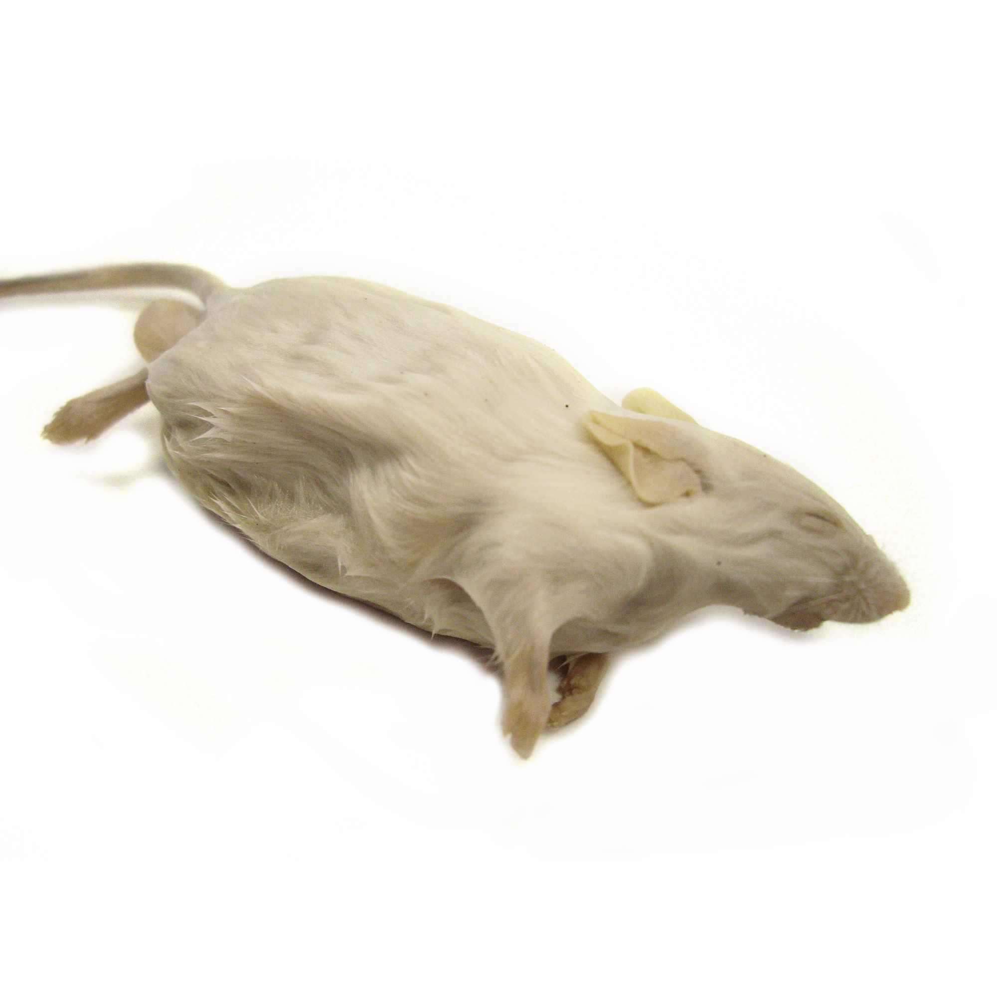 Jem Embalmed Mouse
