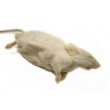 Preserved Mouse Specimen (Mus musculus) 