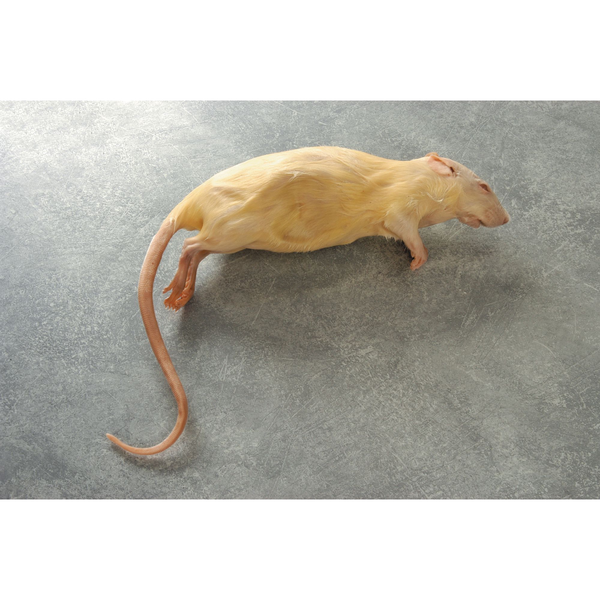 Rat - Plain Embalmed