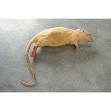Preserved Rat Specimen (Rattus norvegicus)