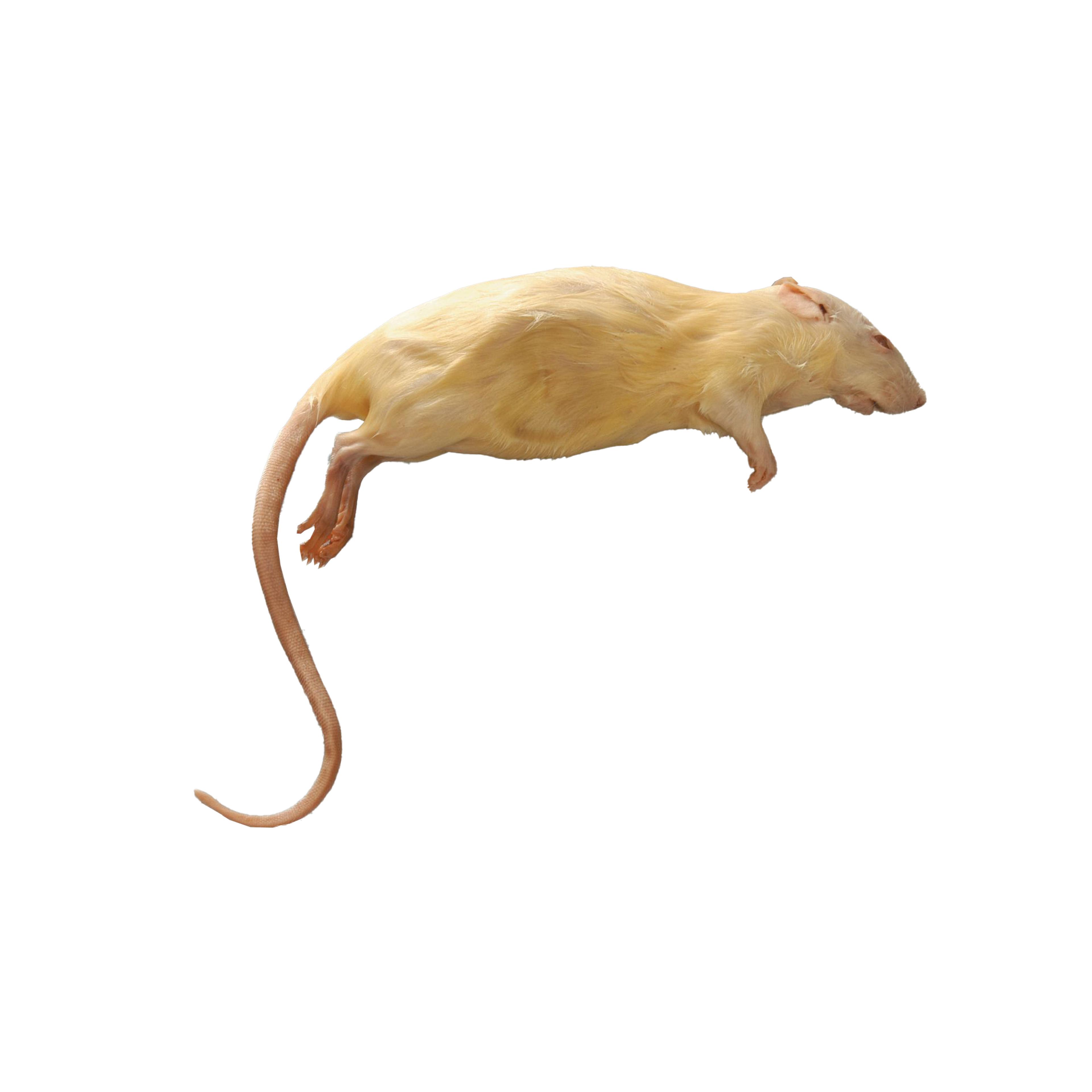 Preserved Rat Specimen (Rattus norvegicus)