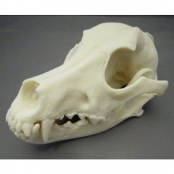 B8A22317 - Model Animal Skull - Dog | Philip Harris