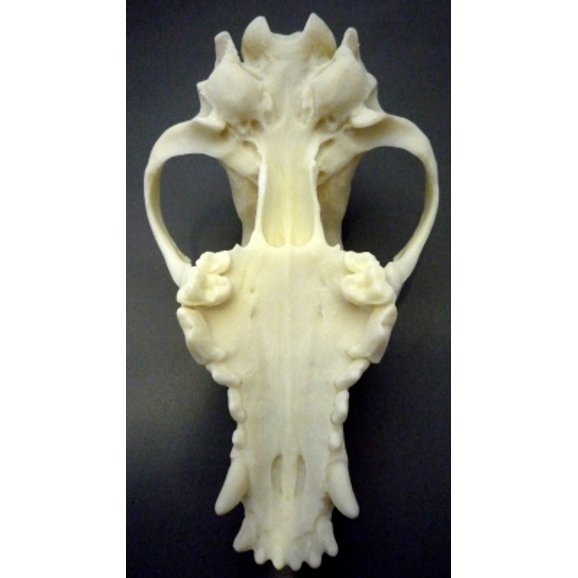 B8A22317 - Model Animal Skull - Dog | Philip Harris B8A22317 - Model Animal Skull - Dog | Philip Harris