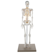 HC1003023 - Plastic Skeleton - Full Size | Findel International