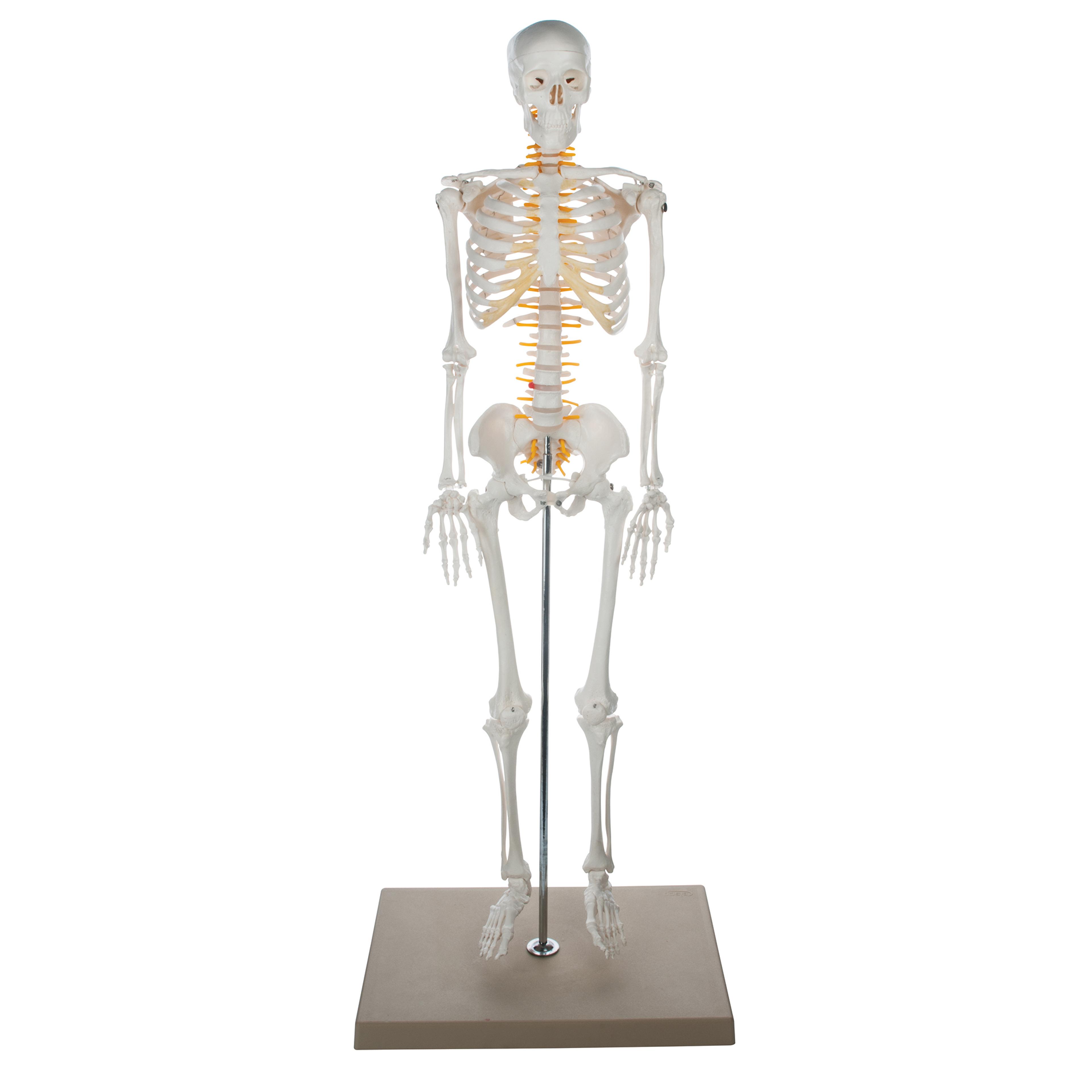 Half Size Skeleton