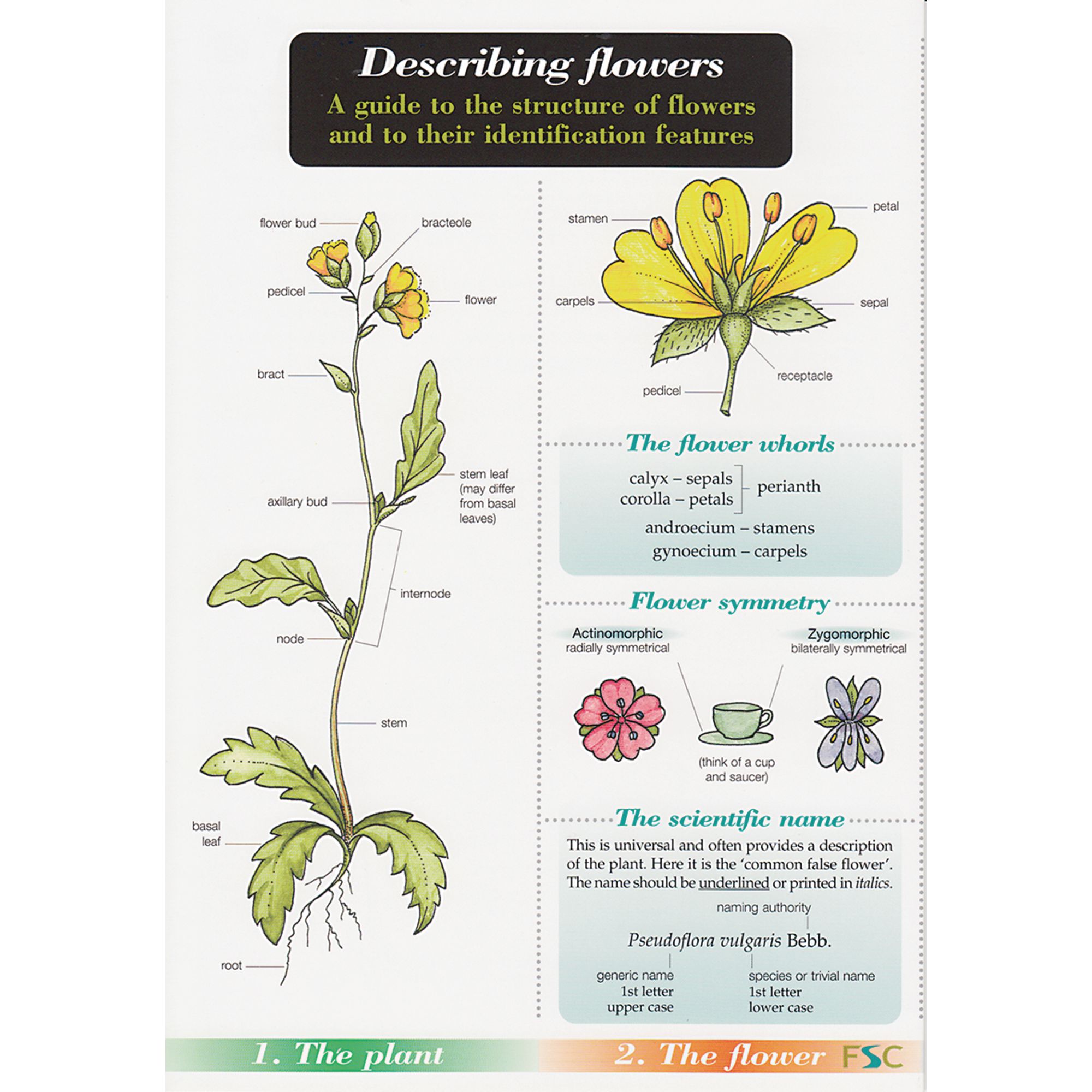 Describing Flowers Chart