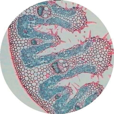 Prepared Microscope Slide - Sorghum Leaf T.S.