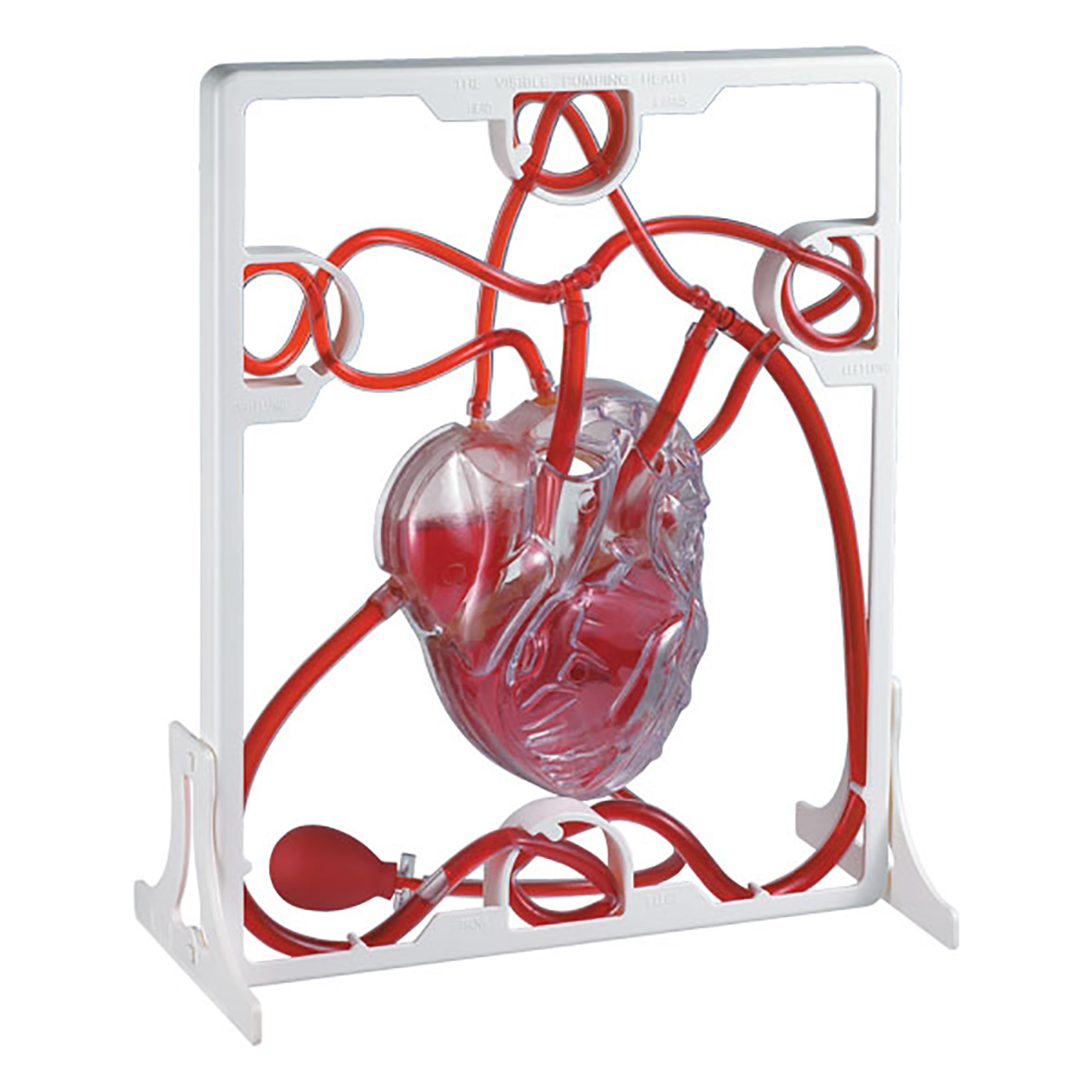 3d Pumping Heart Model