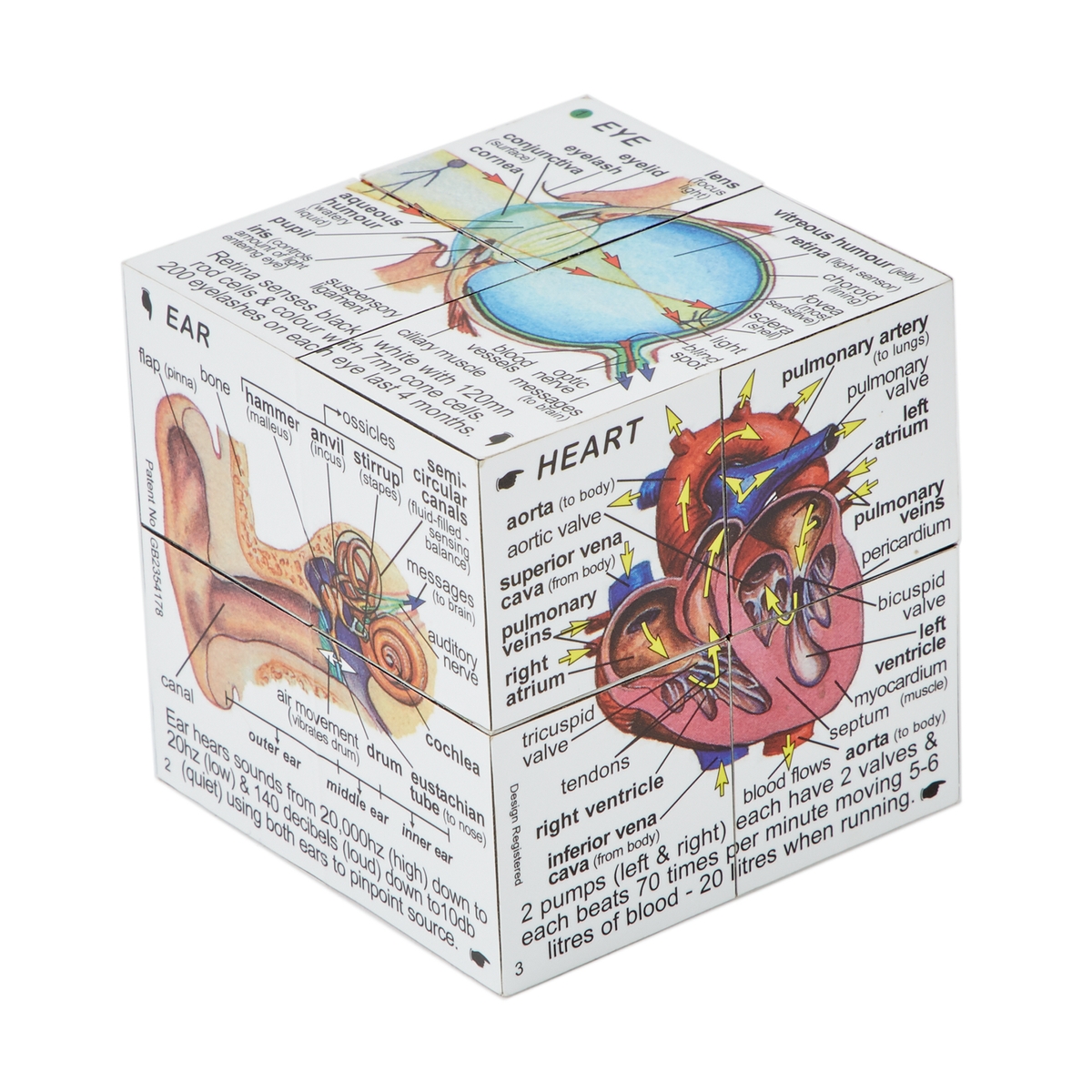 Human Geometry Box Human Body Cube | B8H47701 | Philip Harris