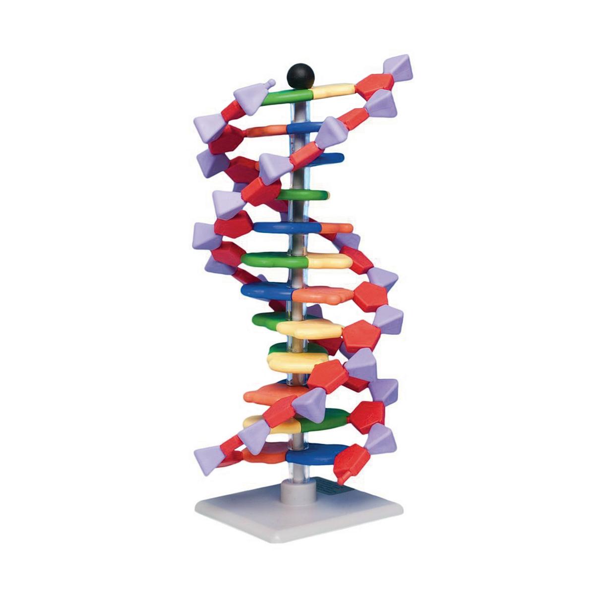 Mini DNA Molecular Model Kit - 12-Layer Double Helix | HC1008544 ...