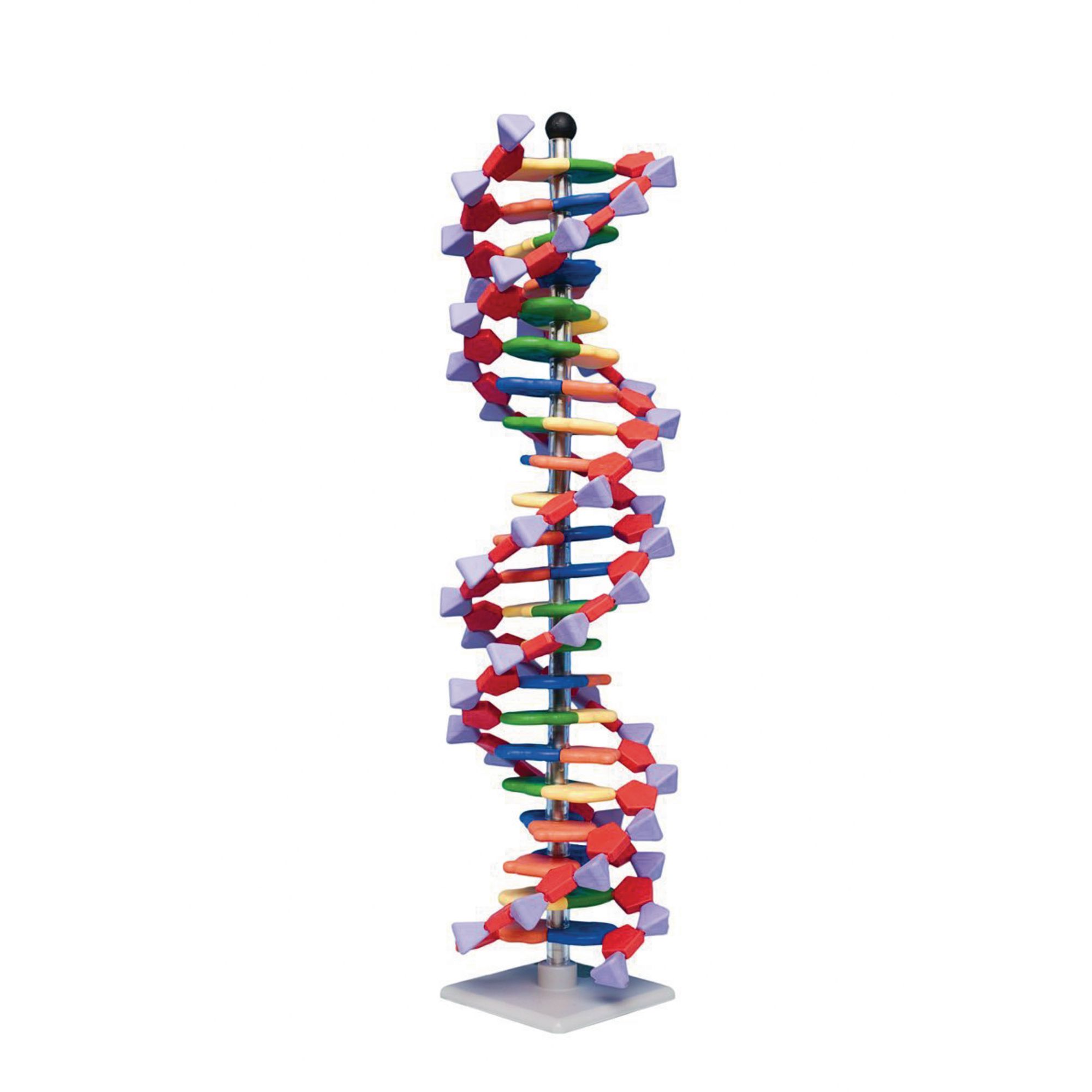 Molecular DNA Model Kit Cell Double Helix Structure Set Collectibles Designs 