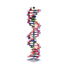 Mini DNA Molecular Model Kit - 22-Layer Double Helix